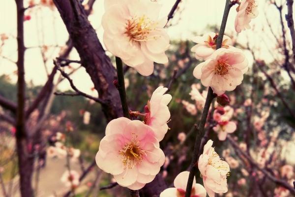 73属牛女一生带好运的微信，属牛女使用什么微信名字好