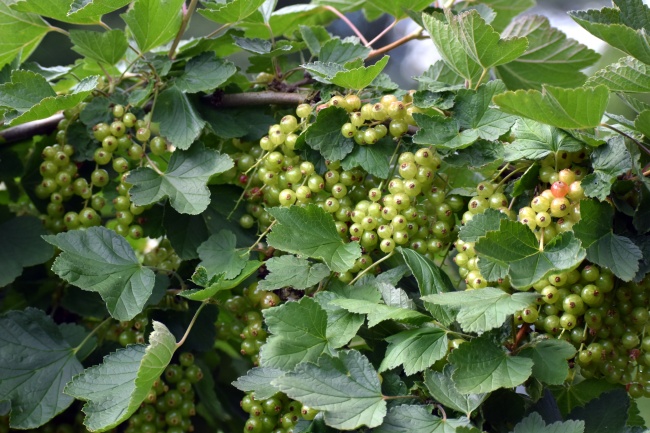 "求爱必备!揭秘四大最有魅力的生肖,吸引力瞬间爆表"