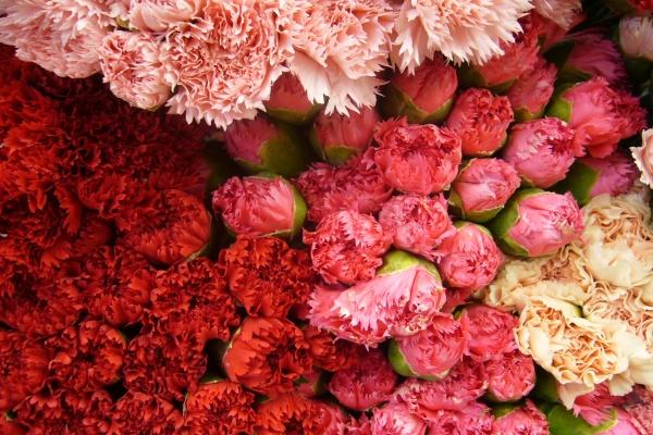 2024年最旺家的生肖 你上榜了吗？