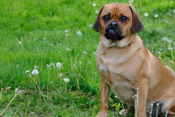 "浪漫无限!这几大生肖组合打造绝美爱情童话"