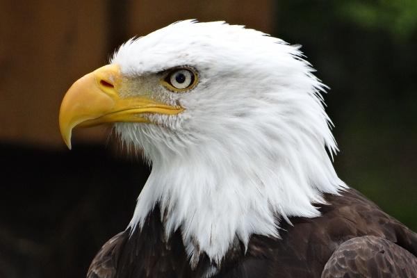 本命年要带什么属相的红绳 十二生肖本命年佩戴什么最旺