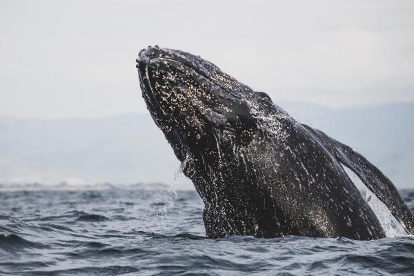 属龙车牌号码幸运数字 吉利数字的选择标准