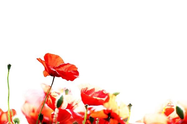 2023兔年宝宝取名字大全 属兔免费取名