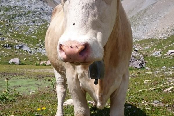 "桃花纷飞!这些生肖天生拥有绝佳的桃花运,爱情从不缺席!"