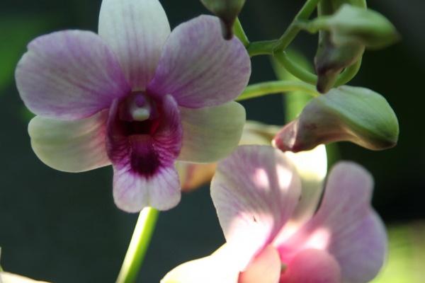 "爱情必胜术!揭秘四大生肖,让你吃定对方,感情永不失手!"