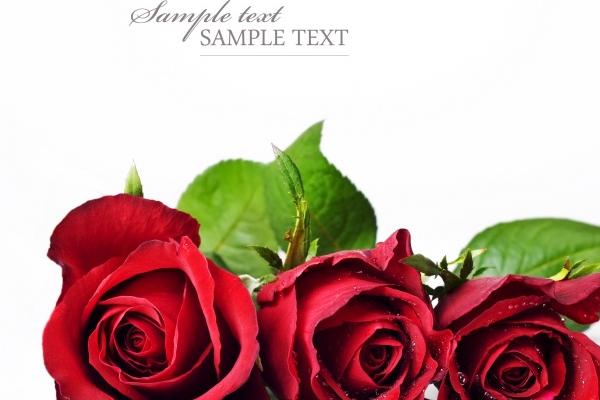 "内心坚定,外貌欺人:这四个生肖隐藏的主见力量!"