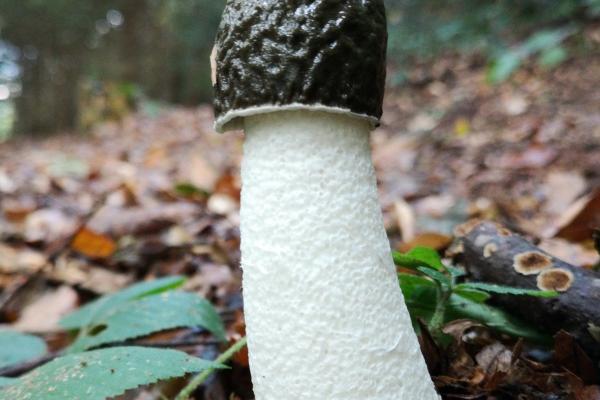 "爱情财富库:四大宝藏生肖,给另一半带来最旺的福气!"