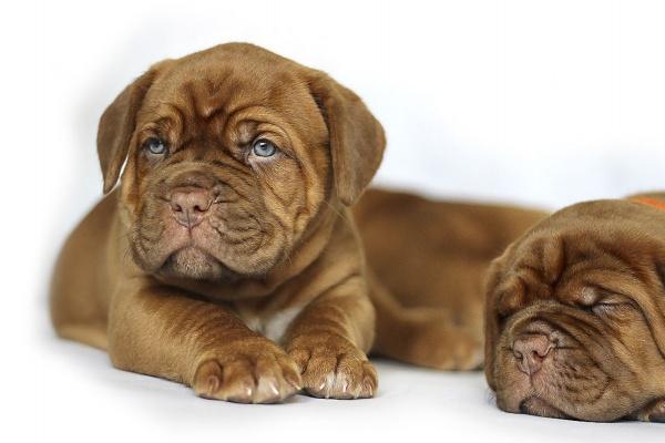 2023年什么生肖相冲 今年犯太岁的属相