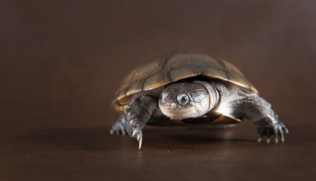 2024年1月正桃花最好的生肖 兔蛇猪将迎来盛开的爱情