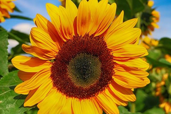 2024年下半年爱情运势最旺的生肖 三属相有望结成好姻缘！