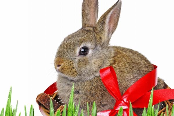 2024年哪些生肖贵人运事业运最旺 完全开挂非常顺利