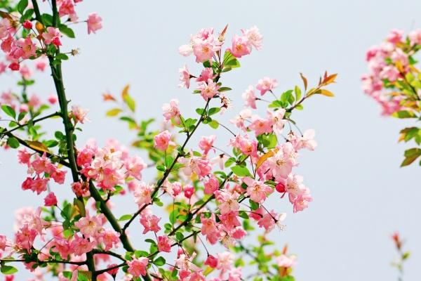 "爱与奉献的极限挑战!探究四大生肖中最为情感付出的无私情人!"