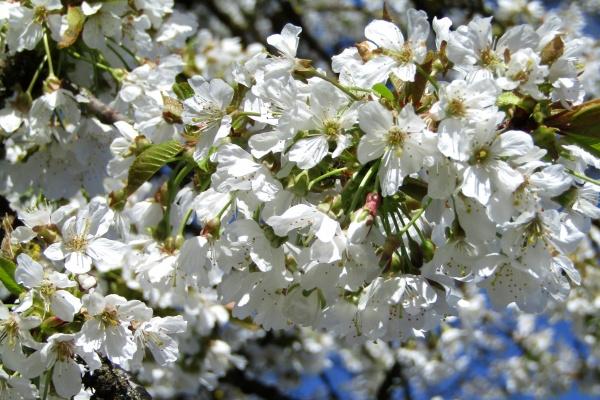 2024财运最好的五大生肖 赚得盆满钵满