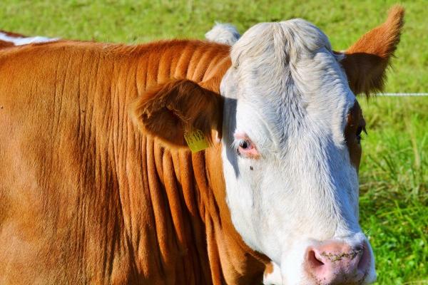 "情感激荡，冲动无限!探秘四大生肖男中最容易被感情冲动主宰的热情追寻者!"