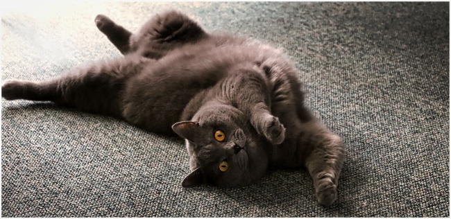 "爱情的诱惑与背叛!曝光四大生肖男中最无忠诚度的心机师!"