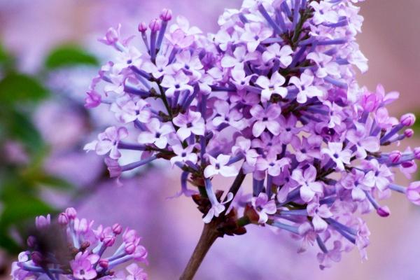 鼠2024财运大爆发的一年，属鼠人2024年财运好吗