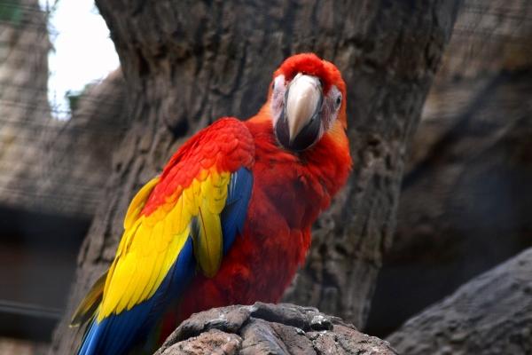 2023年下半年生肖运势排行,谁的运气最旺