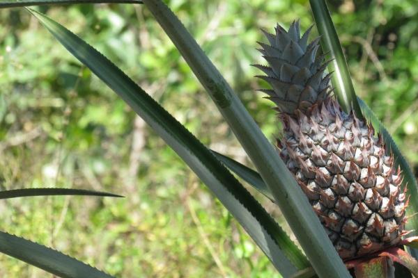 "爱情的俘虏!解析四大生肖中最容易陷入情感困境的天真恋人!"
