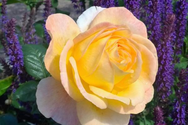 2024年2月事业运最好的生肖 龙蛇猴事业突破升职加薪