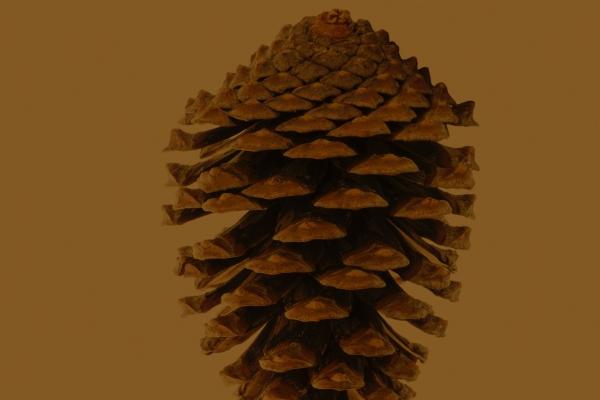 "婚姻风向标!解密2023下半年有望步入婚姻殿堂的四大生肖!"