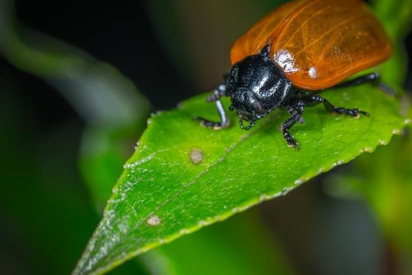 2023年几月进入九紫离火运，离火运什么属相运气最好