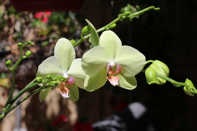 2024年的正月龙出生好吗，属龙的人正月出生性格运势如何