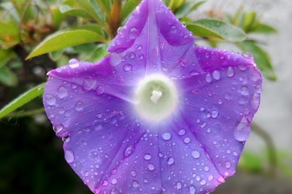 "情感之矛:四大生肖因重情而成为绝情之人!"