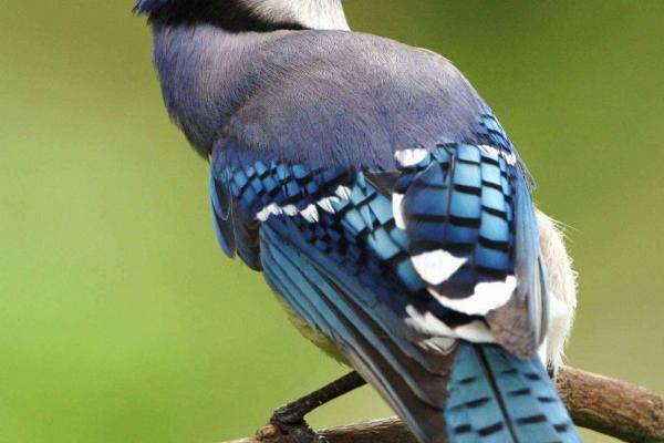 本命年后面一年会顺利吗 会转运吗