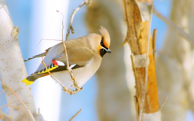 86年属虎38岁有一灾,86年虎38岁有什么灾