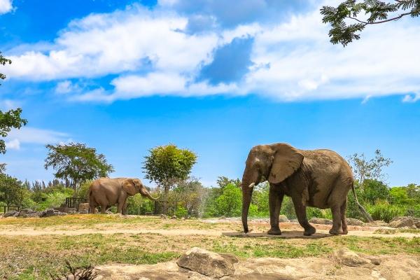 2023年7月7日冲什么属相 时辰相冲对照表