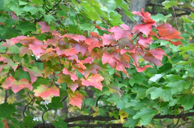 "爱情陷阱!四个生肖女展现新颖吸引力,易遭受辜负的命运!"
