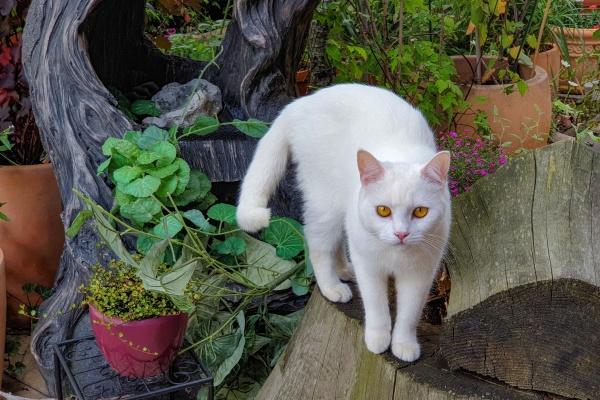 "珍爱迷局!四大生肖男散发独特魅力,对待好他却不珍惜!"