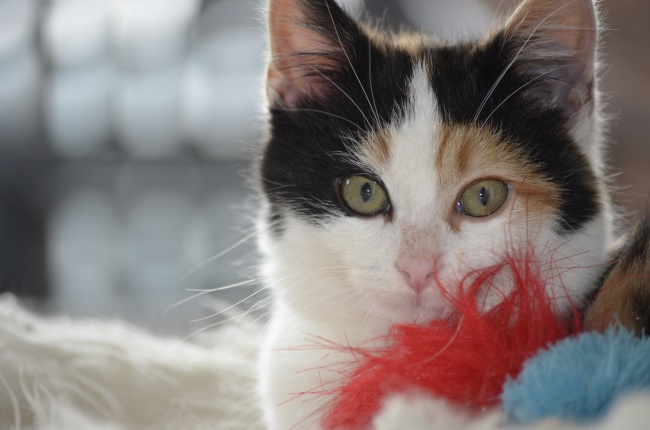 "珍惜无回报?四大生肖男展现吸引力,对待好他却不珍惜!"