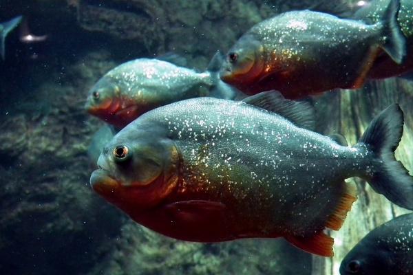 2003年是苦命羊还是富羊 五行属什么