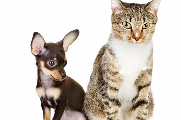 2023年7月17日生肖相冲查询 今日属相冲什么