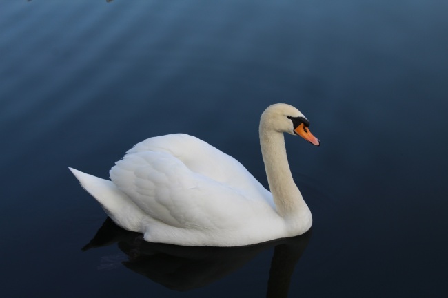 "缘起再续!四大生肖情侣分开后惊喜再遇,勾勒爱情的独特魅力!"