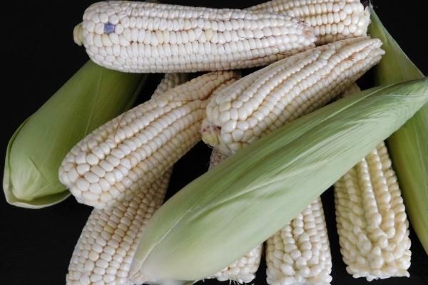 96年属鼠的桃花运在什么地方,属鼠的最佳婚配