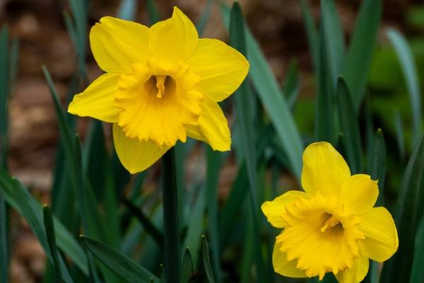 1985年属牛38岁后有十年大运，未来十年运势如何