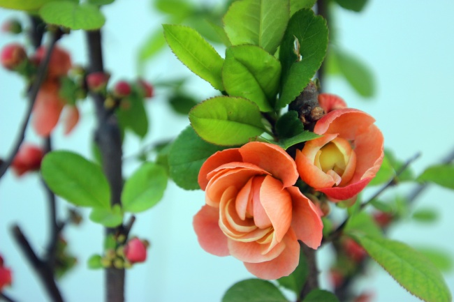 "永恒宿缘!四大生肖情侣分开后终将再遇,勾勒独特吸引力的奇迹!"