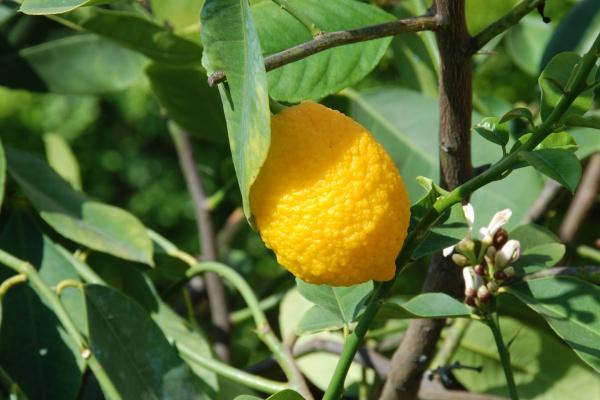 "幸福婚姻即将来临!四大生肖女带你走向新颖吸引力的结婚人生!"