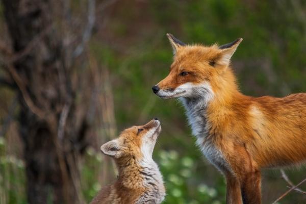 为什么说1984年的鼠是百年难遇，84年鼠后半生命运如何