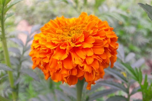 2024年1月事业运贵人运最旺的生肖 属相鸡坐享清福