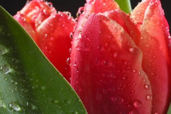 98年属虎的两个人可以结婚吗，婚配指数如何