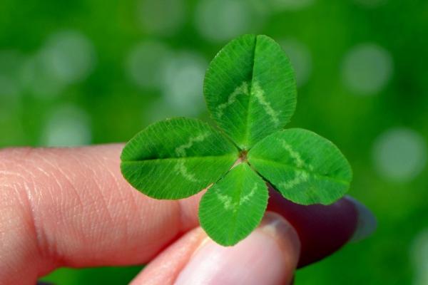 属牛的今年桃花运走到什么时候,属牛的最佳婚配是谁