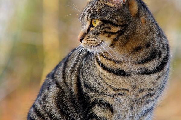 魅力无限!四大生肖展现气场最强,成就引人瞩目!