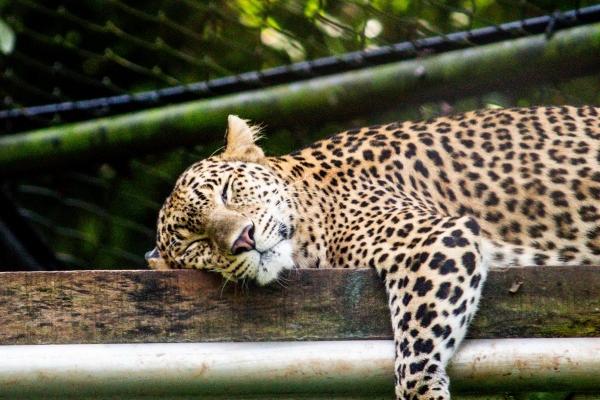 2024最健康运势最佳的三大生肖 让人非常羡慕