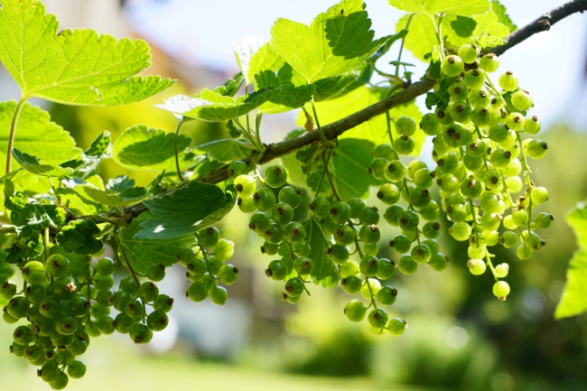 第一运程 2023年8月10日十二生肖运势解析