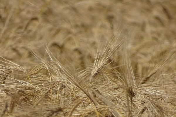 1976年属龙交运时间，1976年属龙人什么时候交运