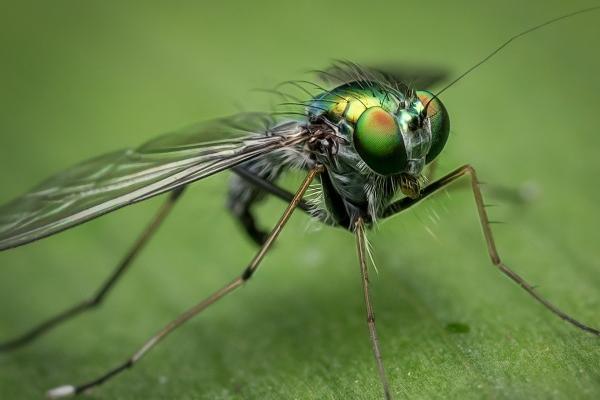 梦到黑猫和小鬼有什么含义