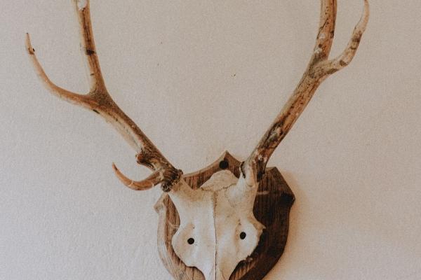 2024龙是木龙还是火龙 属龙宝宝怎么样